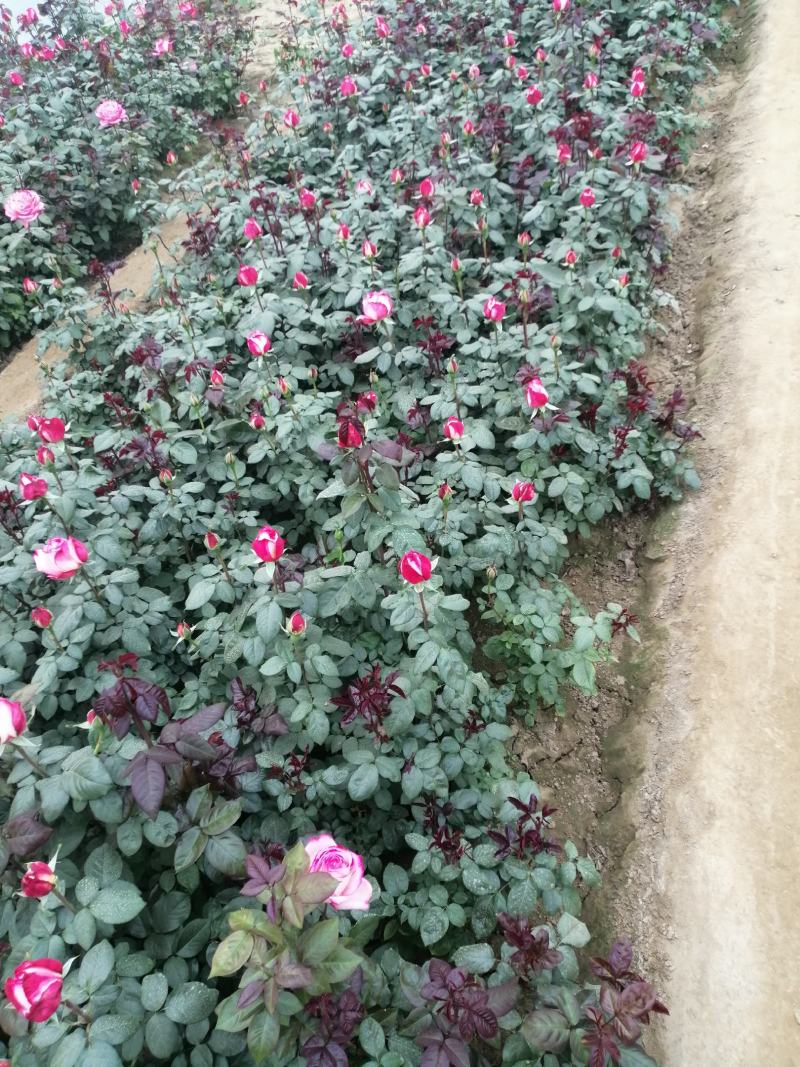 月季花