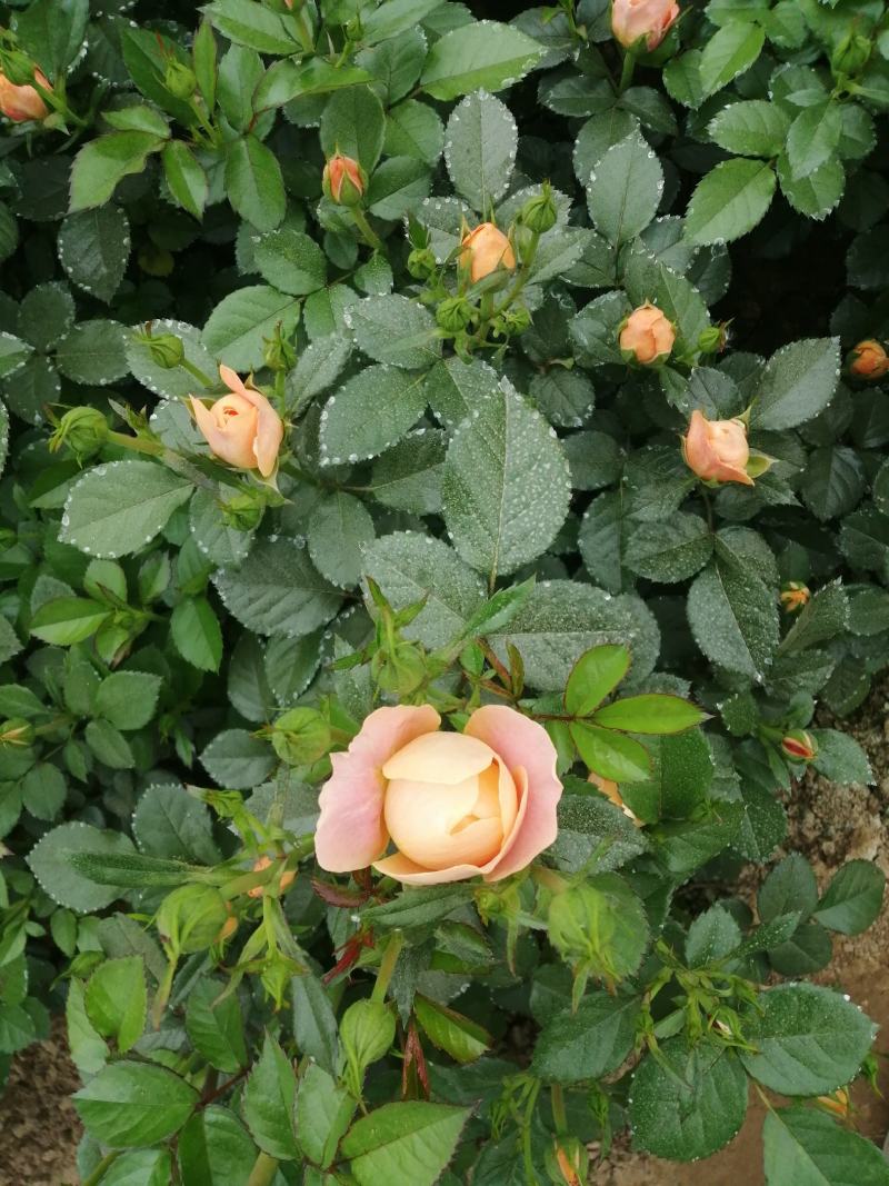 月季花