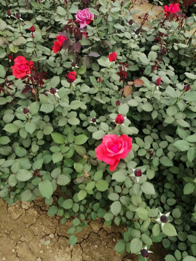 月季花