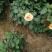 月季花