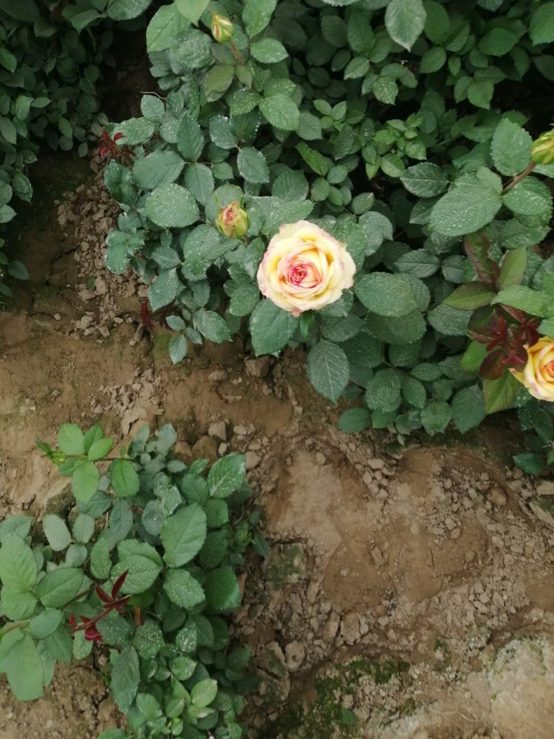 月季花