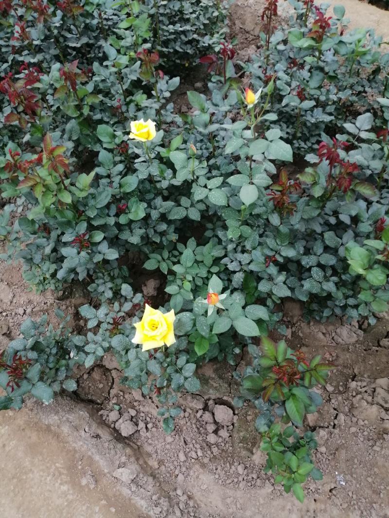 月季花