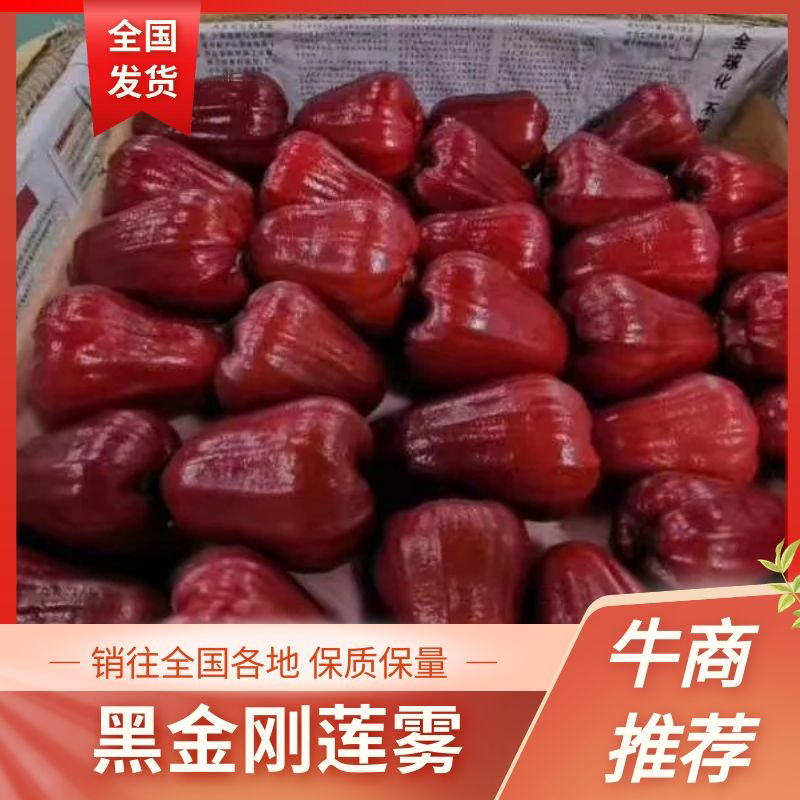 海南黑金刚莲雾产地代办，长期稳定供应市场，社区团购