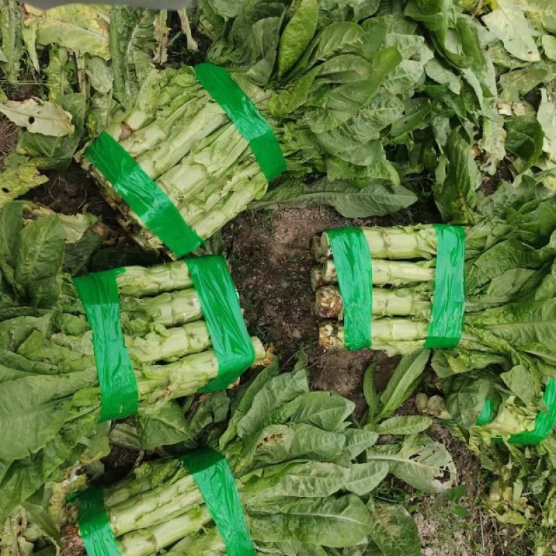 【推荐】茂县三青莴笋大量上市质量保证欢迎各位老板联系