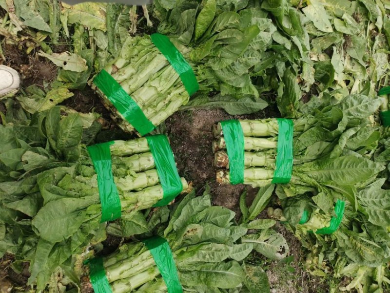 【推荐】茂县三青莴笋大量上市质量保证欢迎各位老板联系