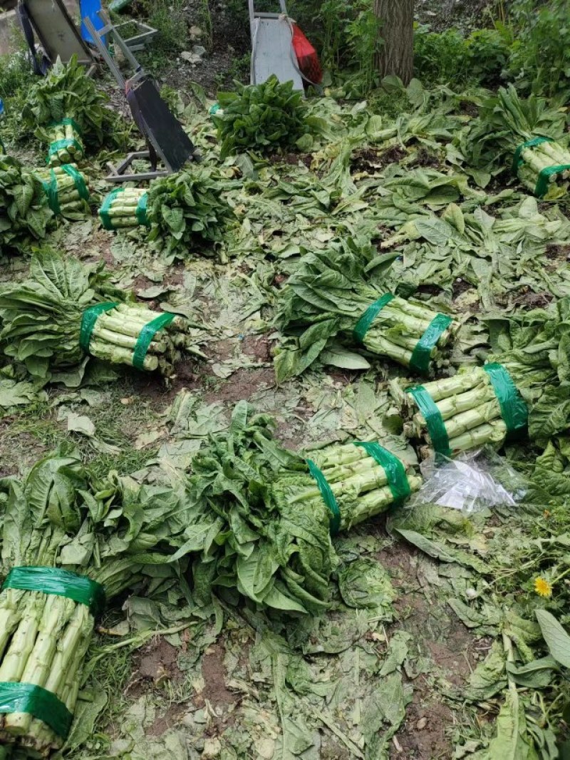 【推荐】茂县三青莴笋大量上市质量保证欢迎各位老板联系