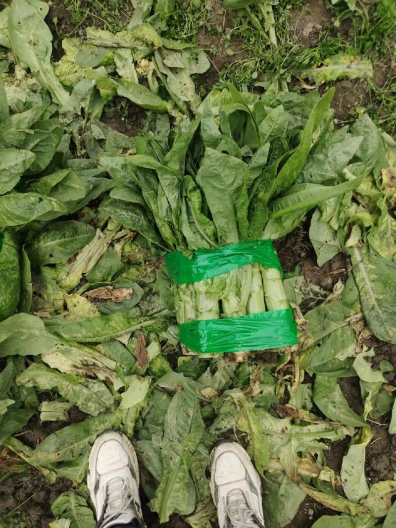 【推荐】茂县三青莴笋大量上市质量保证欢迎各位老板联系