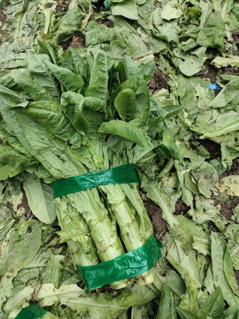 【推荐】茂县三青莴笋大量上市质量保证欢迎各位老板联系