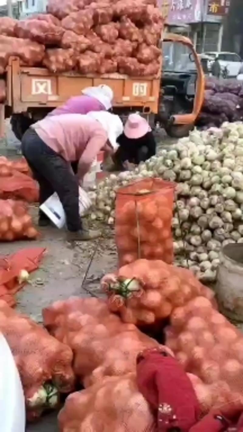 黄皮洋葱，大量供应新季，黄葱红葱，80以上