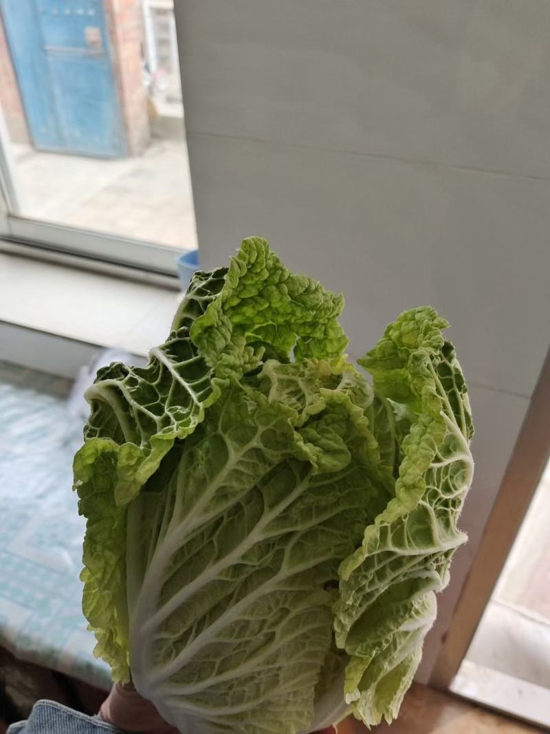 宁夏固原市隆德县大棚大白菜大量预售中
