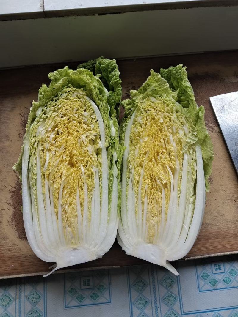 宁夏固原市隆德县大棚大白菜大量预售中