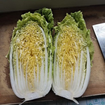 宁夏固原市隆德县大棚大白菜大量预售中