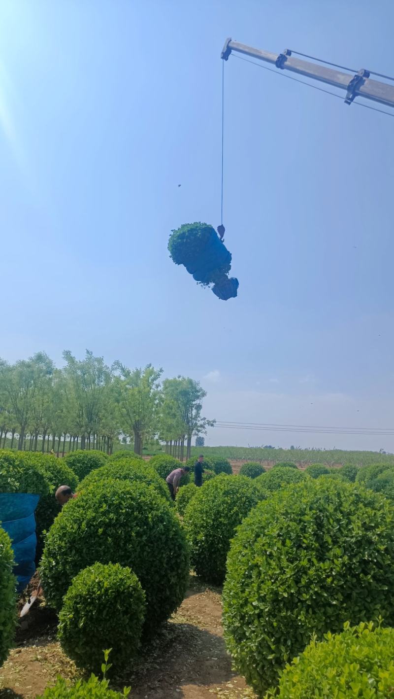 精品卫矛球大叶黄杨球金叶女贞球