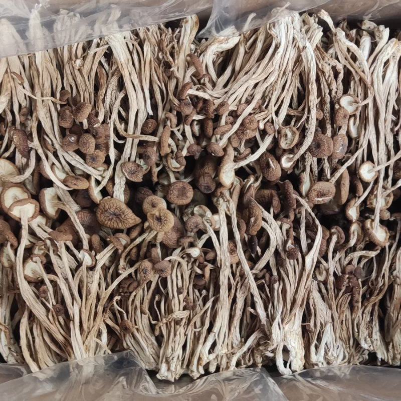 江西广昌县精品茶树菇三号菇剪脚排箱10斤装