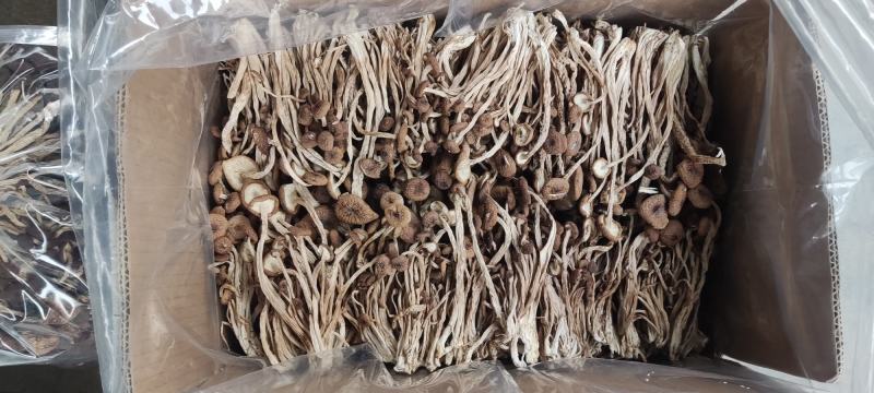 江西广昌县精品茶树菇三号菇剪脚排箱10斤装