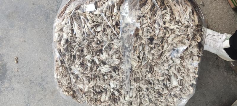 江西广昌县精品茶树菇三号菇剪脚排箱10斤装