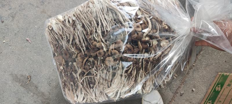江西广昌县精品茶树菇三号菇剪脚排箱10斤装