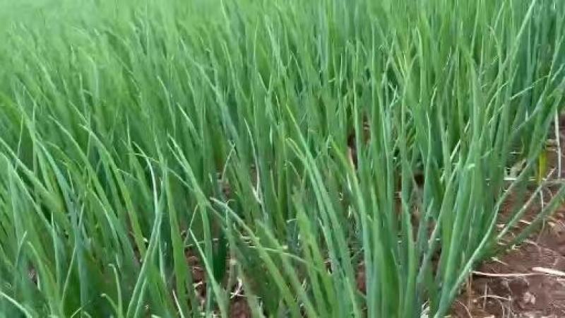 广东新鲜香葱小葱产地发货批发电商商超团购量大从优