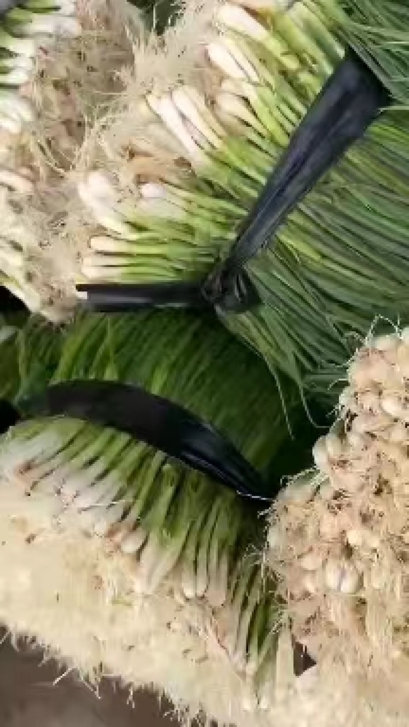 广东新鲜香葱小葱产地发货批发电商商超团购量大从优