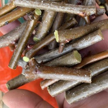 出售双仁药用酸枣接穗，挂果实二次枝可到1米以上