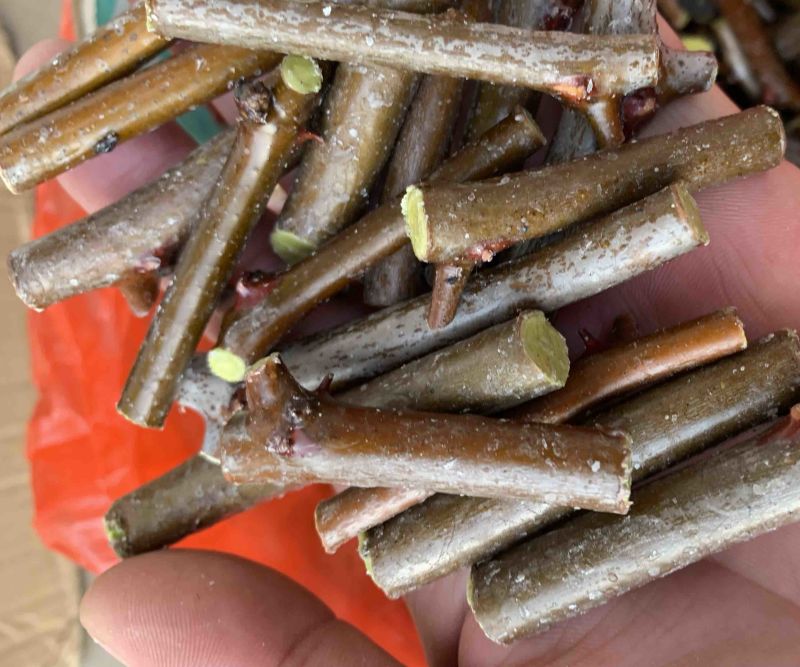 出售双仁药用酸枣接穗，挂果实二次枝可到1米以上