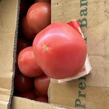 西红柿大量供应；产地一手货源！全国市场；产地直供！