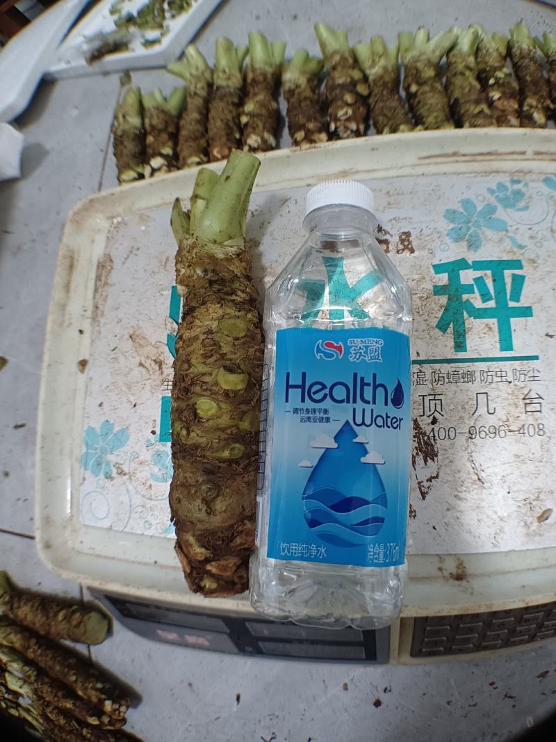 新山葵