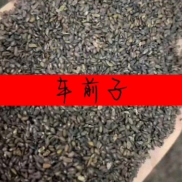 车前草籽