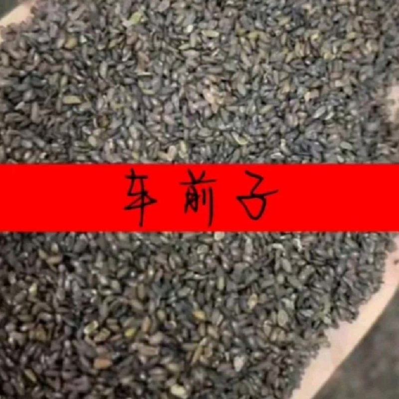 车前草籽