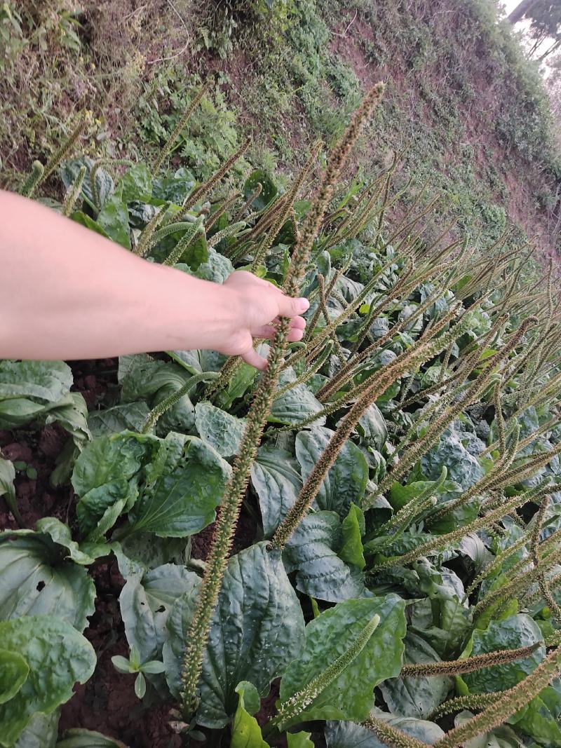 车前草籽
