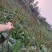 车前草籽