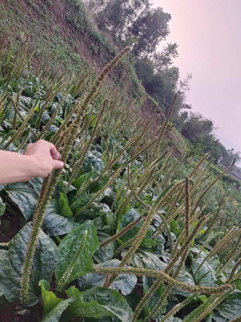 车前草籽