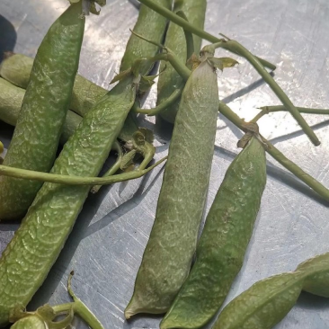 河南精品豌豆