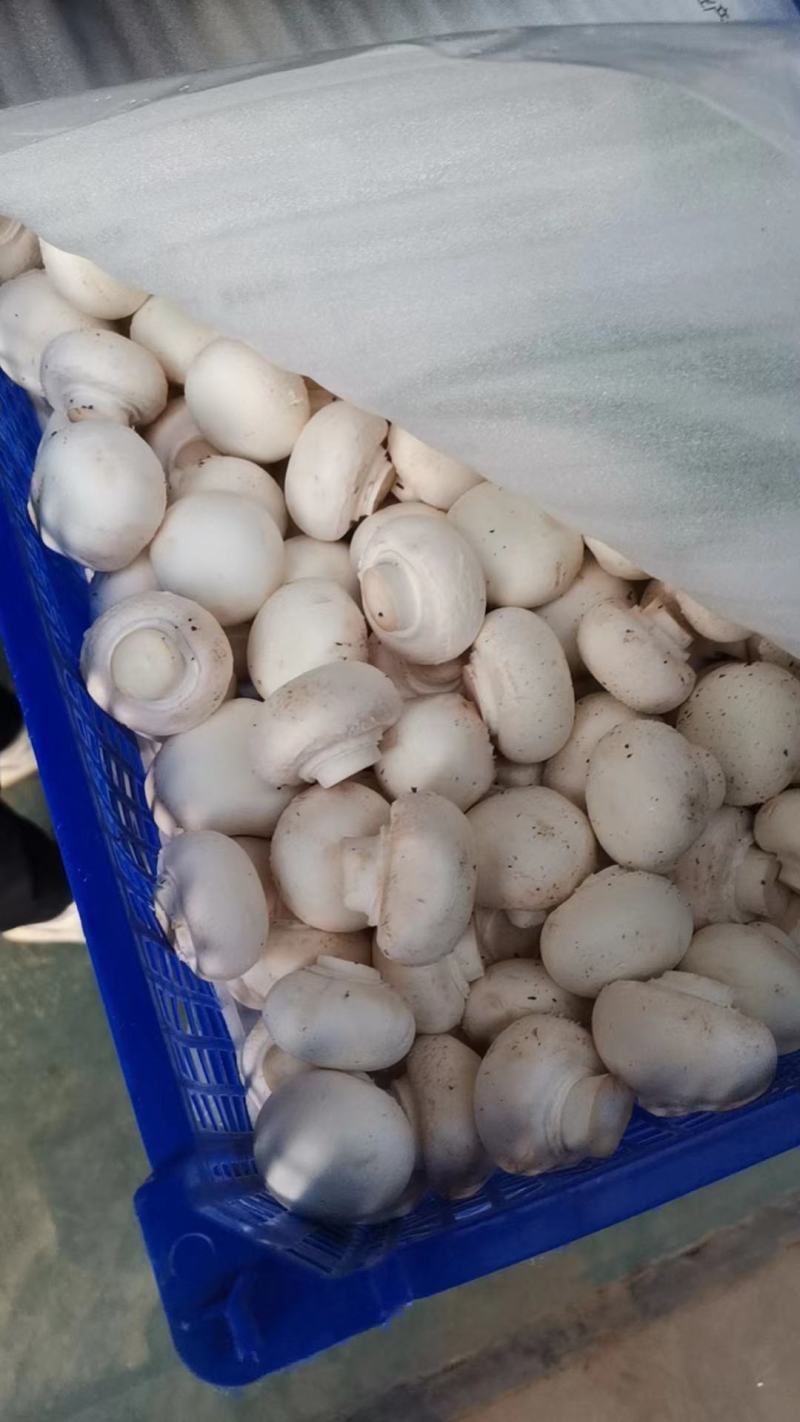 新鲜口蘑