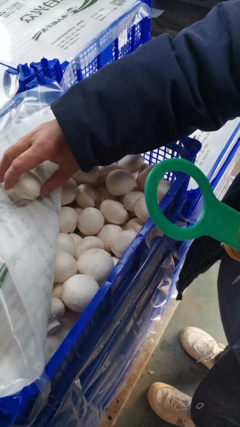 新鲜口蘑