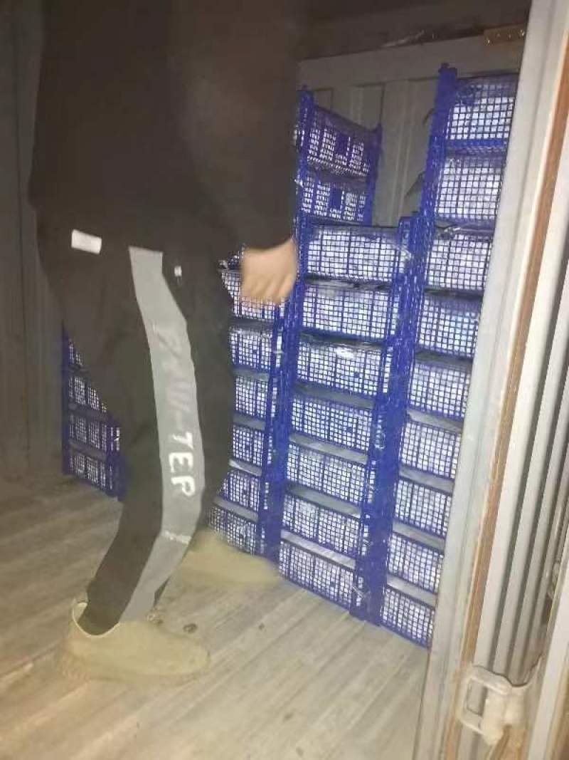 新鲜口蘑