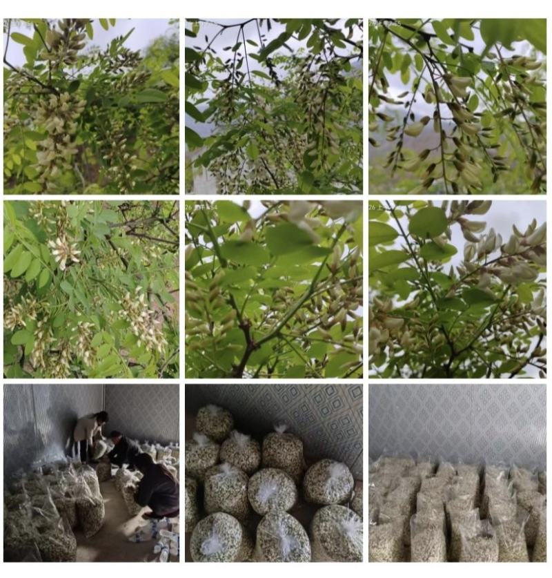2025年精品槐花大量上市，有意向合作的老板联系