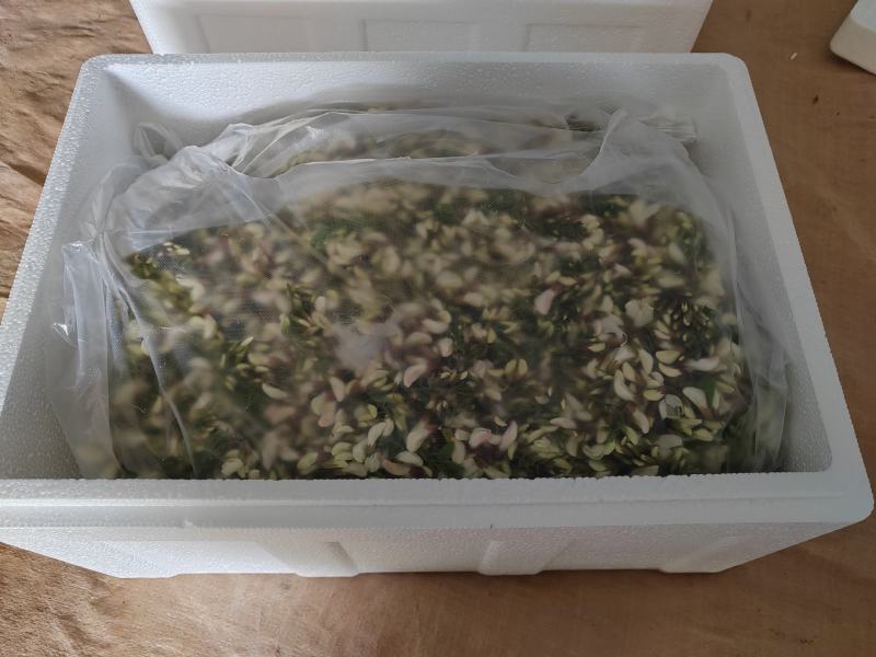 2025年精品槐花大量上市，有意向合作的老板联系