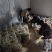 2025年精品槐花大量上市，有意向合作的老板联系