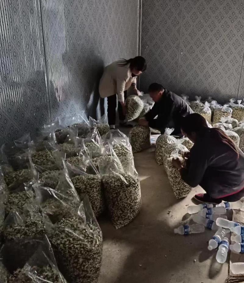 2025年精品槐花大量上市，有意向合作的老板联系