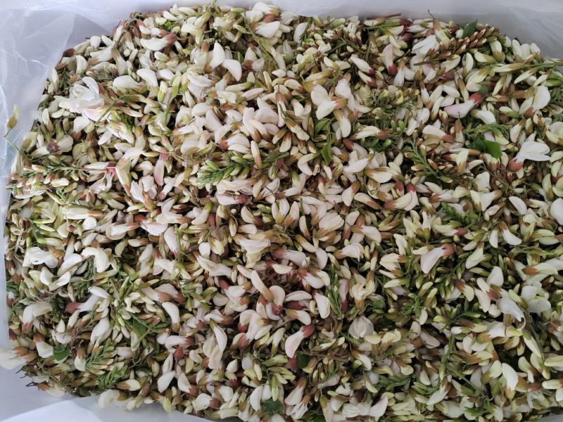 2025年精品槐花大量上市，有意向合作的老板联系