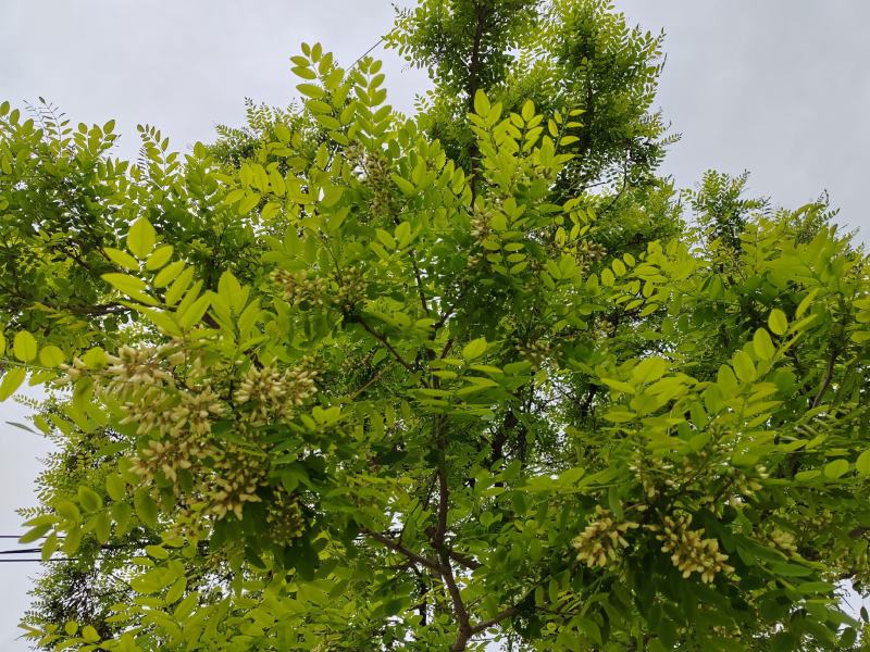 2025年精品槐花大量上市，有意向合作的老板联系