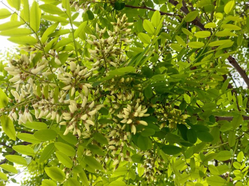 2025年精品槐花大量上市，有意向合作的老板联系