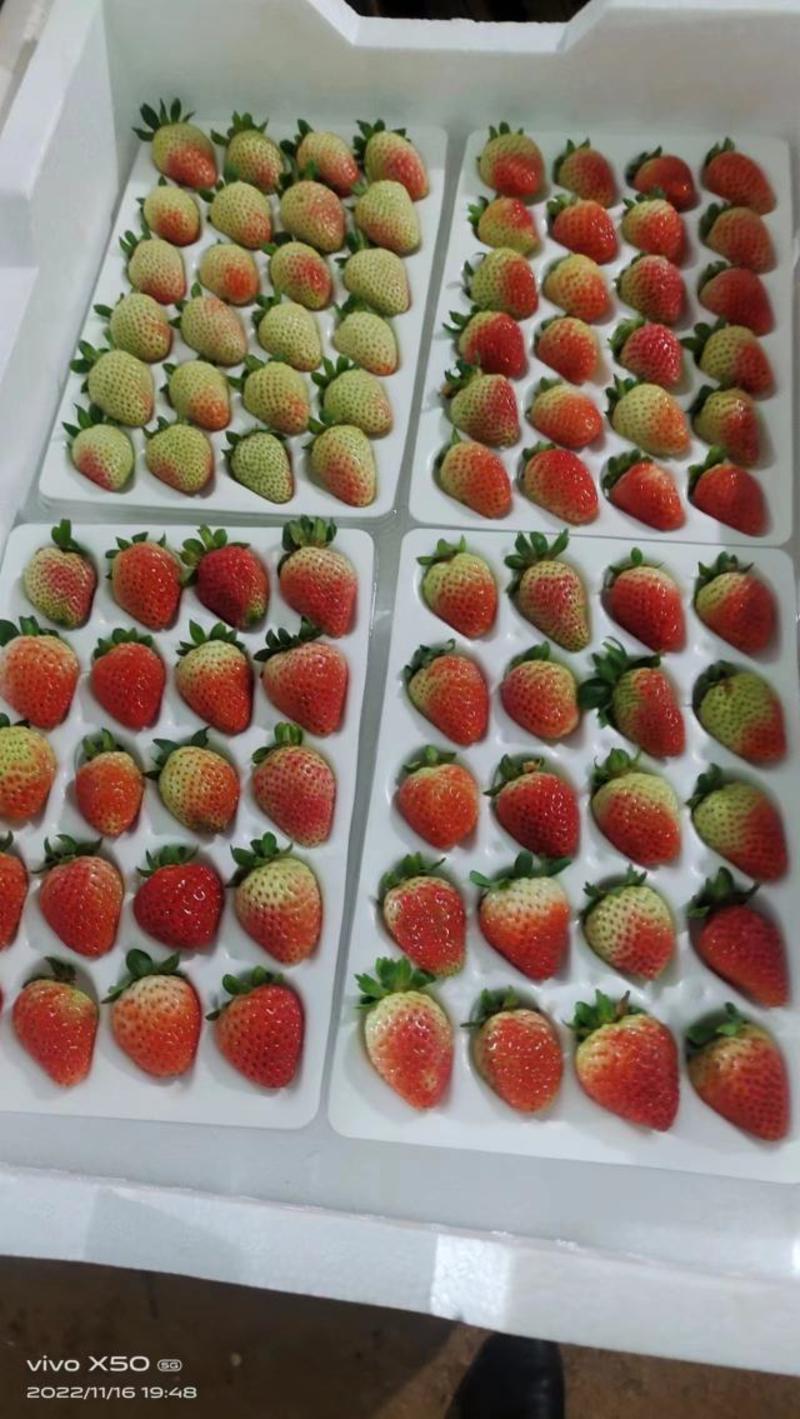 【草莓】云南蒙特瑞草莓常年供应品质保证对接全国市场