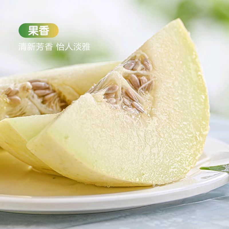 河南内黄沙地甜瓜，白莎密甜瓜香脆可口果园发货