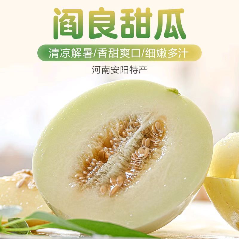 河南内黄沙地甜瓜，白莎密甜瓜香脆可口果园发货