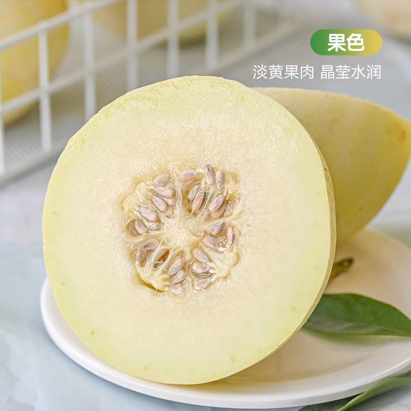 河南内黄沙地甜瓜，白莎密甜瓜香脆可口果园发货