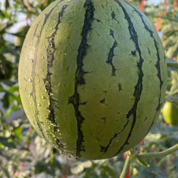 蒲城吊兰西瓜🍉上市，数度好糖度高。现货充足