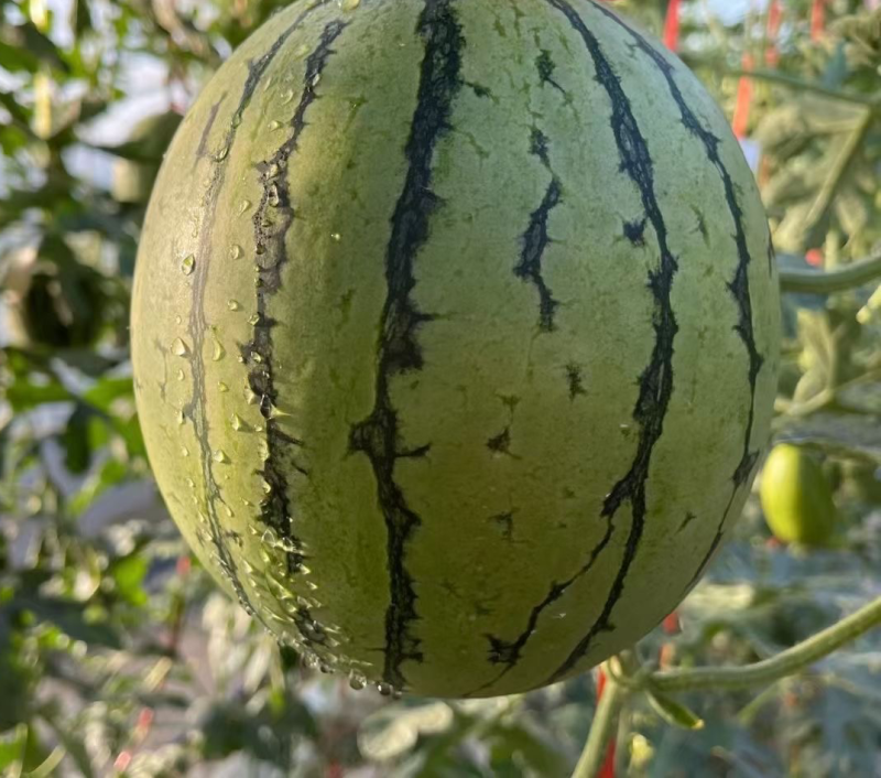 蒲城吊兰西瓜🍉上市，数度好糖度高。现货充足