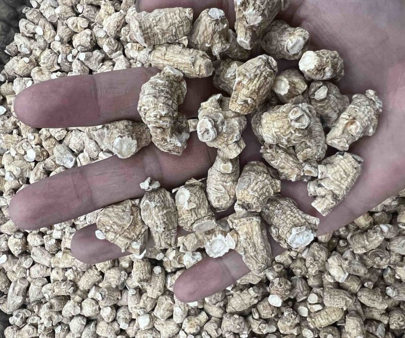 西洋参，花旗参，粒头参，西洋参片，各种规格